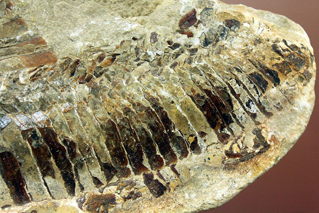ブラジル・セアラ州産サンタナフォーメーション産の古代魚ヴィンクティフェルのノジュール化石(その9)