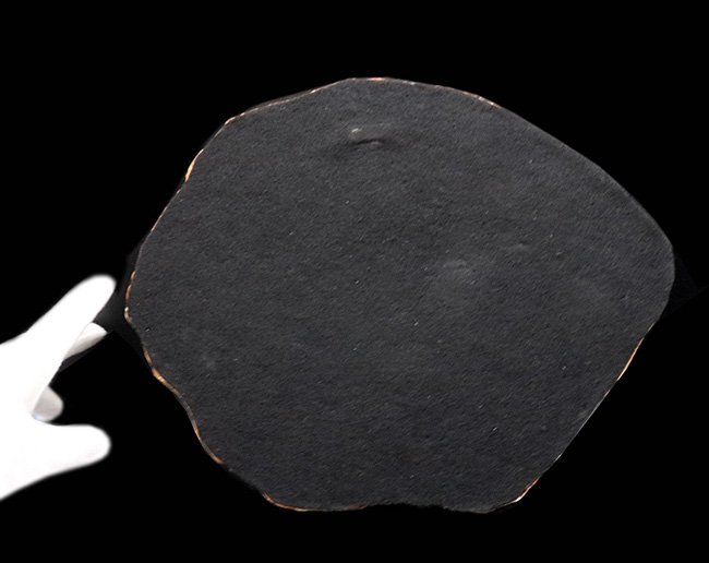 一品限り！始祖鳥（Archaeopteryx lithographica）のレプリカ標本（その7）