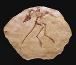 一品限り！始祖鳥（Archaeopteryx lithographica）のレプリカ標本