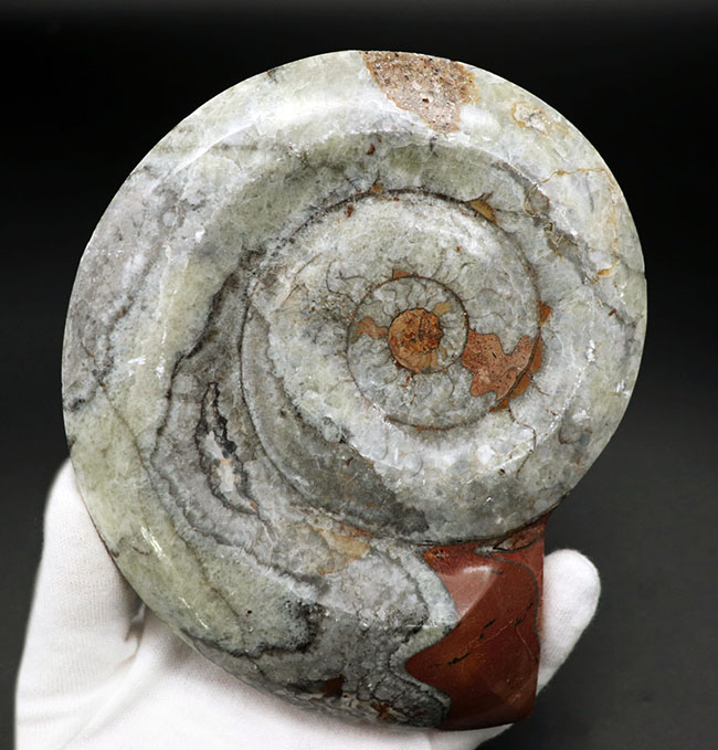 直径最大部１４８ミリ！ビッグサイズのホワイト系ゴニアタイト（Goniatite）の化石（その1）