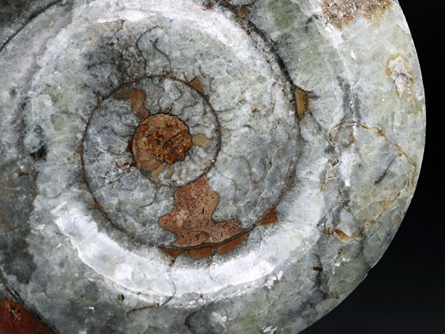 直径最大部１４８ミリ！ビッグサイズのホワイト系ゴニアタイト（Goniatite）の化石（その2）