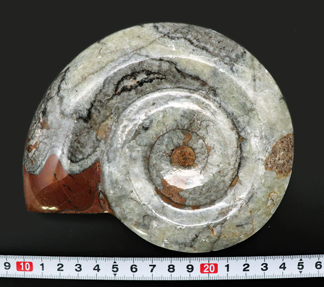直径最大部１４８ミリ！ビッグサイズのホワイト系ゴニアタイト（Goniatite）の化石（その7）