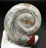 直径最大部１４８ミリ！ビッグサイズのホワイト系ゴニアタイト（Goniatite）の化石
