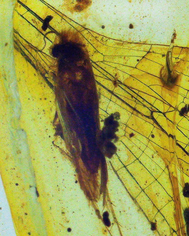 極めて珍しいイトトンボの羽を内包した、１億年前の琥珀、バーマイト（Burmite）（その1）