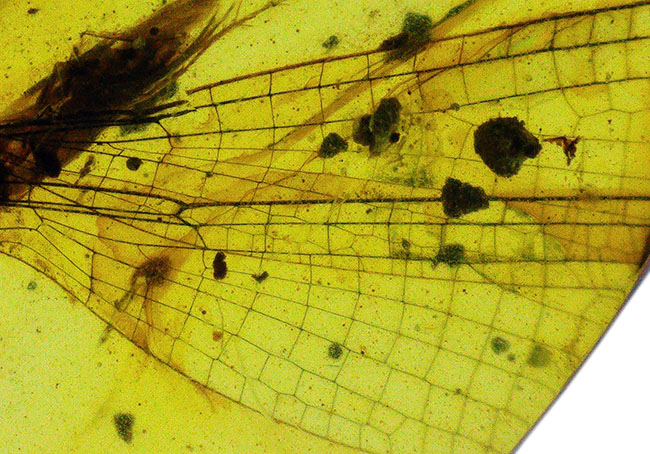 極めて珍しいイトトンボの羽を内包した、１億年前の琥珀、バーマイト（Burmite）（その3）