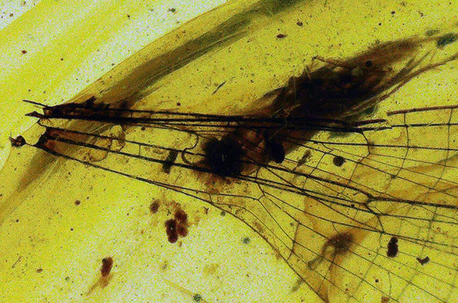 極めて珍しいイトトンボの羽を内包した、１億年前の琥珀、バーマイト（Burmite）（その4）