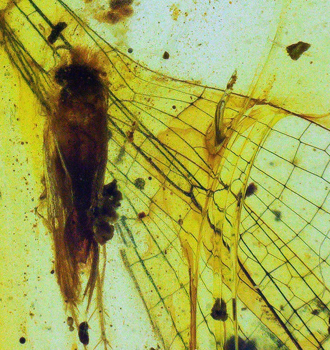極めて珍しいイトトンボの羽を内包した、１億年前の琥珀、バーマイト（Burmite）（その5）