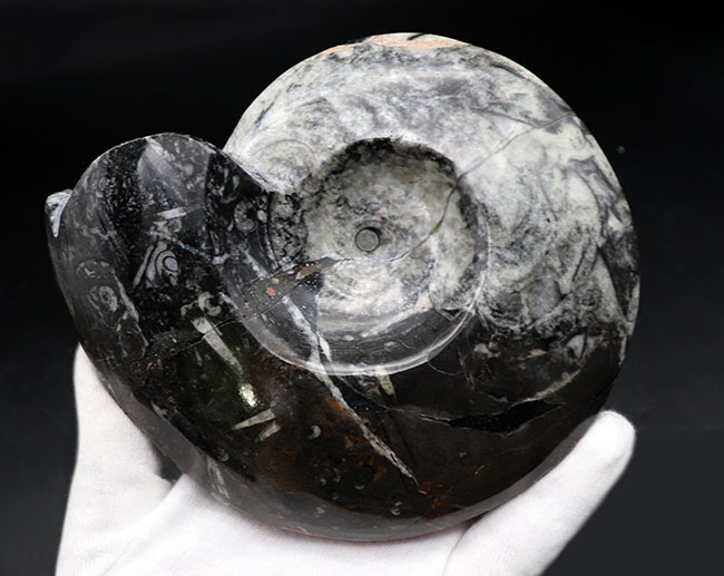 白黒ツートン！直径最大部１３センチに達する、立派なゴニアタイト（Goniatite）の化石（その1）