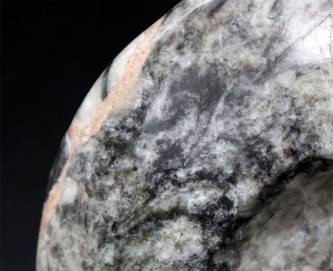 白黒ツートン！直径最大部１３センチに達する、立派なゴニアタイト（Goniatite）の化石（その3）