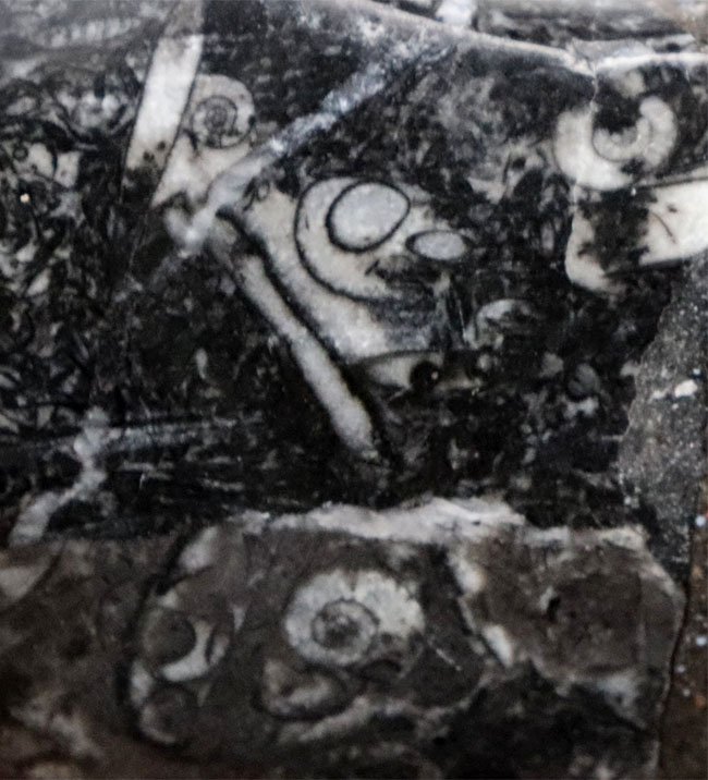 白黒ツートン！直径最大部１３センチに達する、立派なゴニアタイト（Goniatite）の化石（その6）