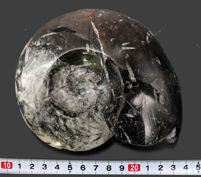 白黒ツートン！直径最大部１３センチに達する、立派なゴニアタイト（Goniatite）の化石（その7）