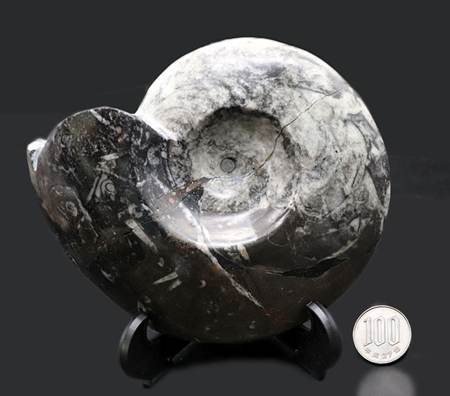 白黒ツートン！直径最大部１３センチに達する、立派なゴニアタイト（Goniatite）の化石（その8）