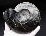 白黒ツートン！直径最大部１３センチに達する、立派なゴニアタイト（Goniatite）の化石