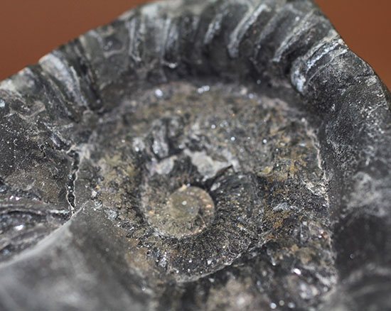 サービスプライス!480グラムオーバー、ダクチリオセラスアンモナイトのネガポジ標本(Dactylioceras sp.)(その3)