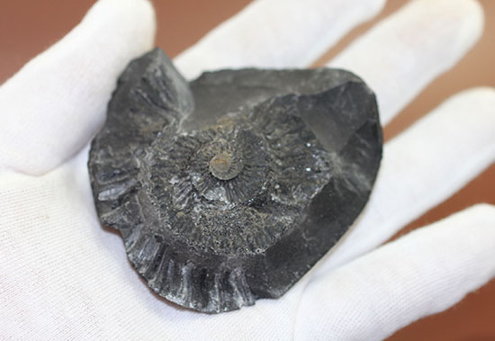 サービスプライス!480グラムオーバー、ダクチリオセラスアンモナイトのネガポジ標本(Dactylioceras sp.)(その4)