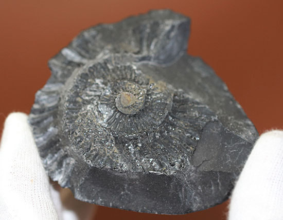 サービスプライス!480グラムオーバー、ダクチリオセラスアンモナイトのネガポジ標本(Dactylioceras sp.)(その6)