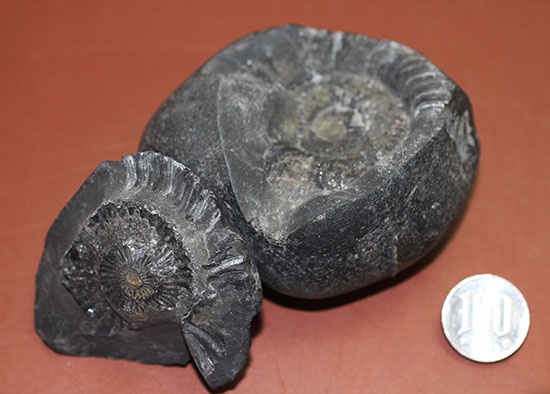 サービスプライス!480グラムオーバー、ダクチリオセラスアンモナイトのネガポジ標本(Dactylioceras sp.)(その8)