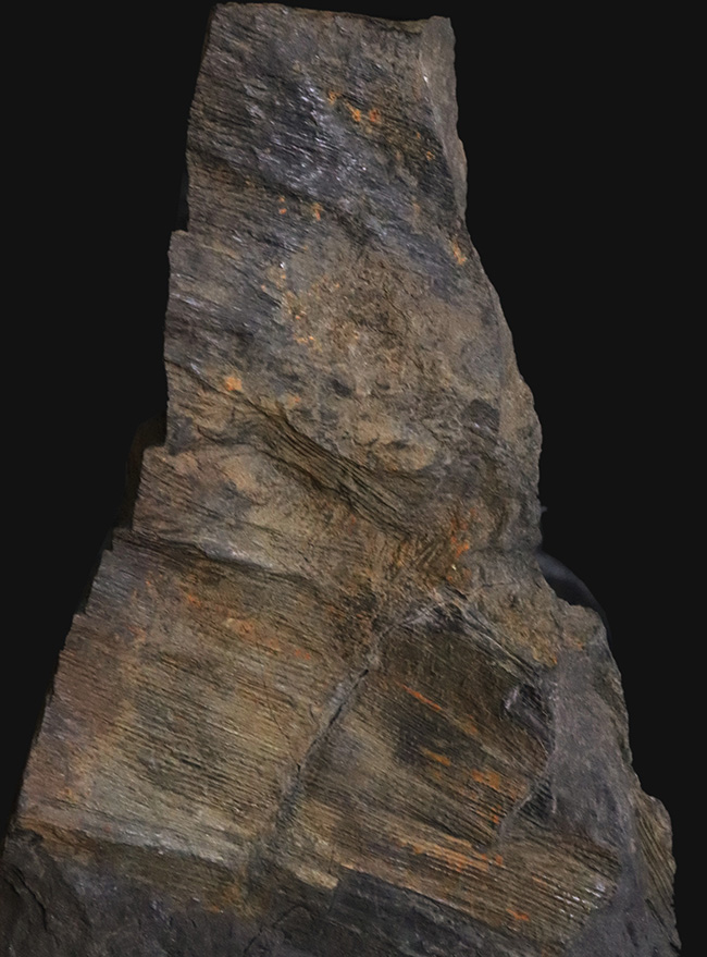 国産化石マニアックシリーズ！研究機関に保管された希少標本、古生代三畳紀に繁栄した木生シダ、ネオカラミテス（Neocalamites）の樹皮の化石（その1）
