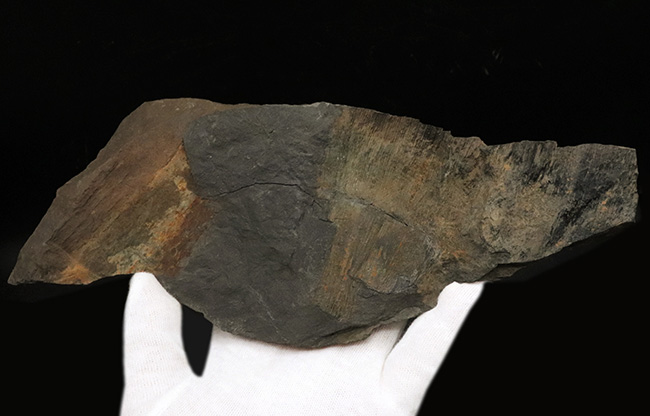 国産化石マニアックシリーズ！研究機関に保管された希少標本、古生代三畳紀に繁栄した木生シダ、ネオカラミテス（Neocalamites）の樹皮の化石（その2）