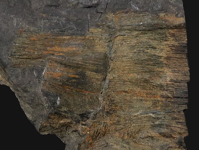 国産化石マニアックシリーズ！研究機関に保管された希少標本、古生代三畳紀に繁栄した木生シダ、ネオカラミテス（Neocalamites）の樹皮の化石（その3）