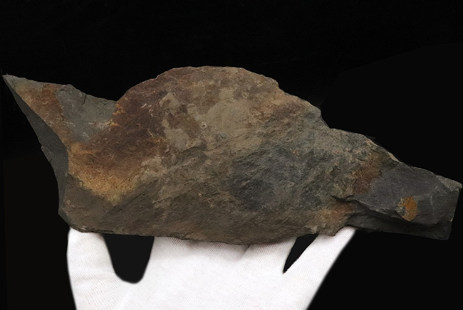 国産化石マニアックシリーズ！研究機関に保管された希少標本、古生代三畳紀に繁栄した木生シダ、ネオカラミテス（Neocalamites）の樹皮の化石（その4）