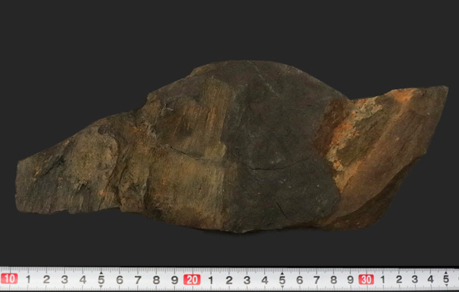 国産化石マニアックシリーズ！研究機関に保管された希少標本、古生代三畳紀に繁栄した木生シダ、ネオカラミテス（Neocalamites）の樹皮の化石（その6）