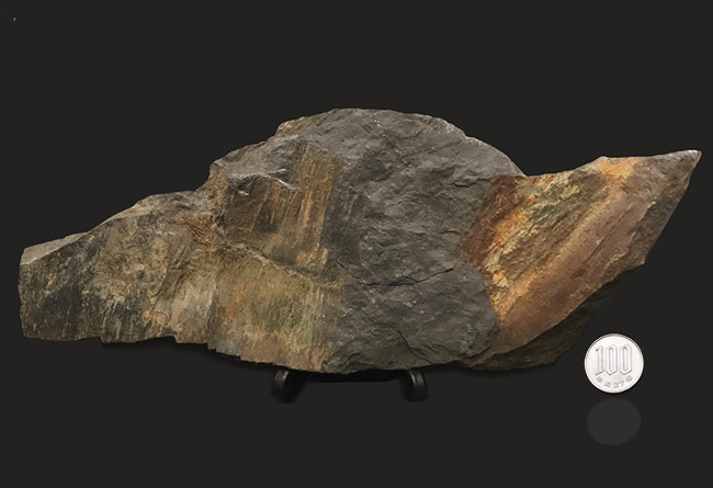 国産化石マニアックシリーズ！研究機関に保管された希少標本、古生代三畳紀に繁栄した木生シダ、ネオカラミテス（Neocalamites）の樹皮の化石（その7）