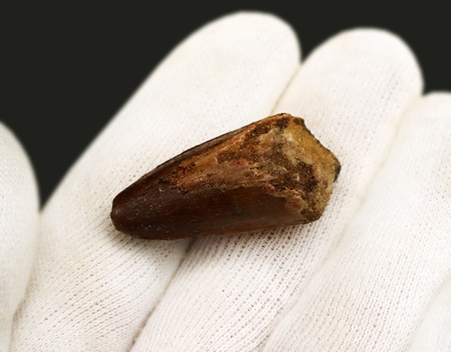 プレゼントにいかがでしょうか?白亜紀の北アフリカの雄、恐竜、スピノサウルス(Spinosaurus)の歯化石(その3)