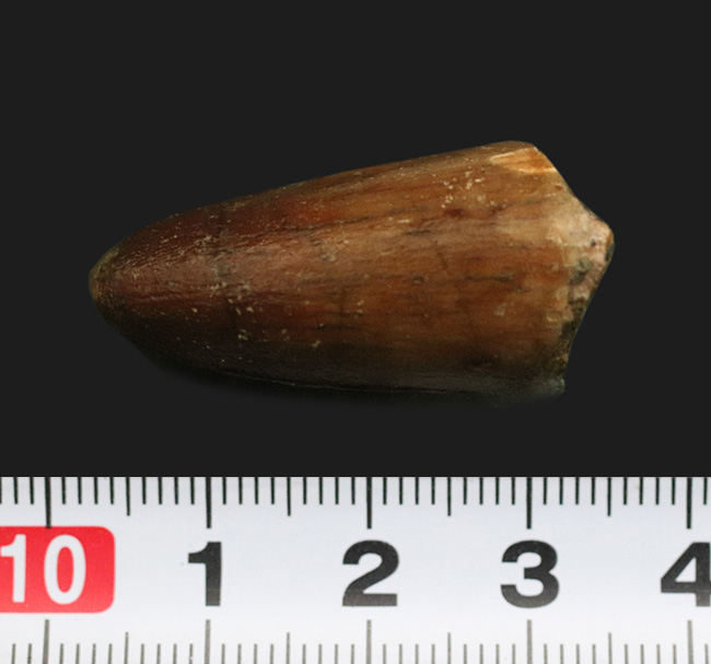 プレゼントにいかがでしょうか?白亜紀の北アフリカの雄、恐竜、スピノサウルス(Spinosaurus)の歯化石(その5)