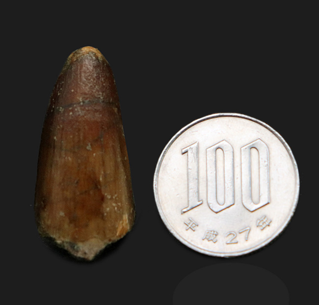 プレゼントにいかがでしょうか?白亜紀の北アフリカの雄、恐竜、スピノサウルス(Spinosaurus)の歯化石(その6)