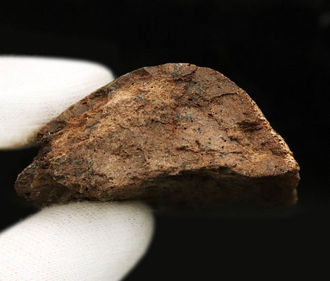 白亜紀末期の大型草食恐竜、エドモントサウルス(Edmontosaurus)の骨の部分化石(その6)