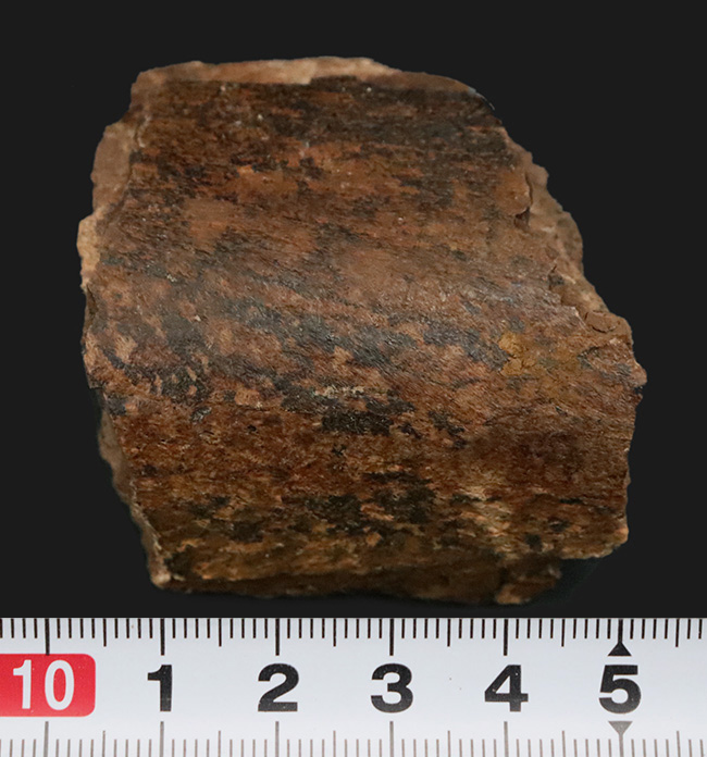 白亜紀末期の大型草食恐竜、エドモントサウルス(Edmontosaurus)の骨の部分化石(その7)