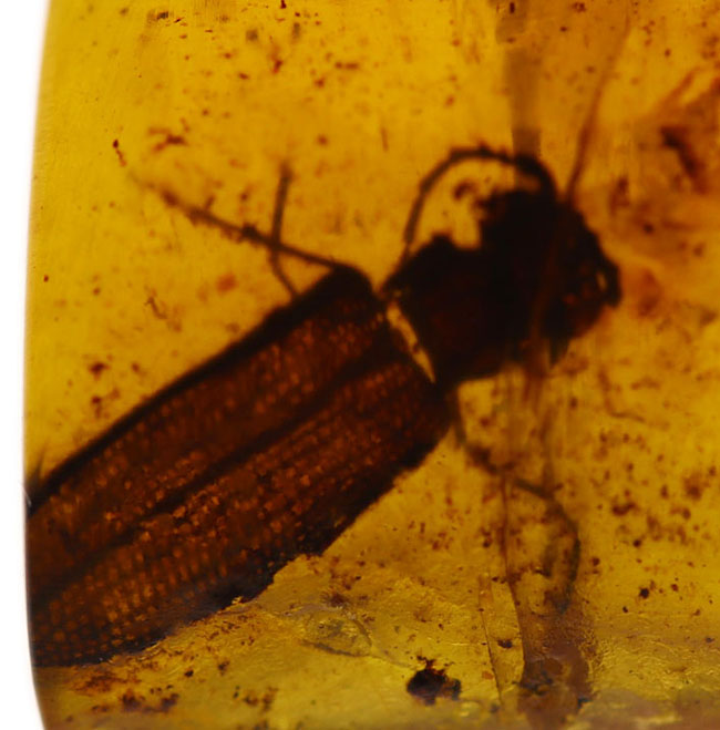 希少なバーマイト！恐竜時代の甲虫が内包された貴重なビルマ琥珀（その1）
