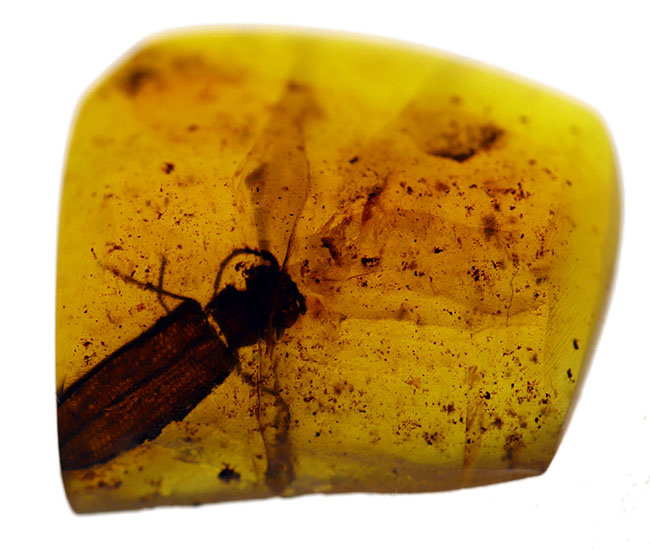 希少なバーマイト!恐竜時代の甲虫が内包された貴重なビルマ琥珀(その2)