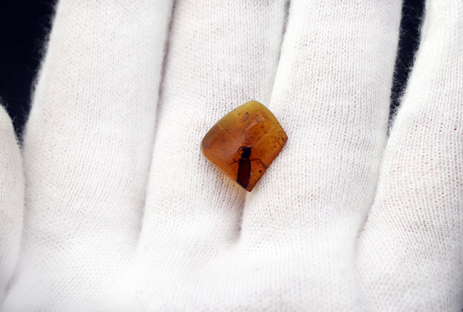 希少なバーマイト!恐竜時代の甲虫が内包された貴重なビルマ琥珀(その4)