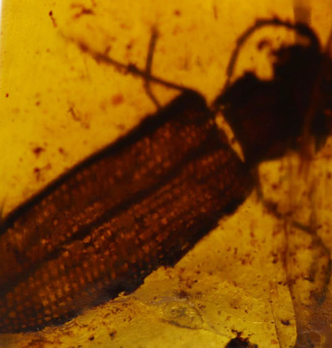 希少なバーマイト！恐竜時代の甲虫が内包された貴重なビルマ琥珀（その6）