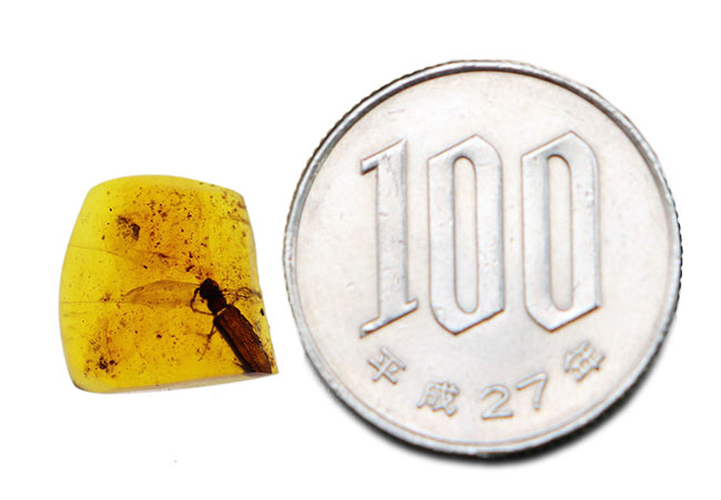 希少なバーマイト!恐竜時代の甲虫が内包された貴重なビルマ琥珀(その7)