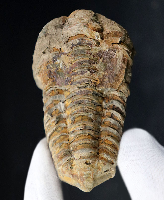比較的初期の三葉虫の一つ、ディアカリメネ・ウーズレグイ（Diacalymene ouzregui）の大型標本（その1）
