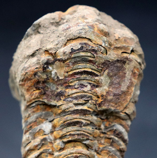 比較的初期の三葉虫の一つ、ディアカリメネ・ウーズレグイ(Diacalymene ouzregui)の大型標本(その2)