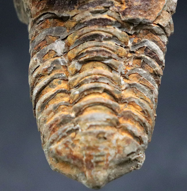 比較的初期の三葉虫の一つ、ディアカリメネ・ウーズレグイ(Diacalymene ouzregui)の大型標本(その3)