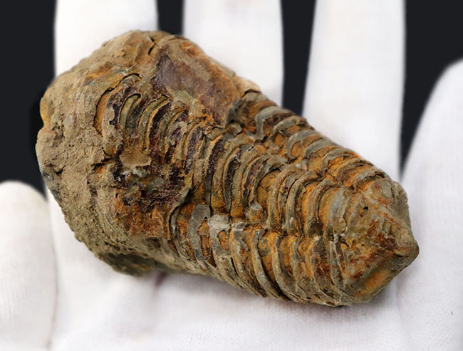 比較的初期の三葉虫の一つ、ディアカリメネ・ウーズレグイ(Diacalymene ouzregui)の大型標本(その4)