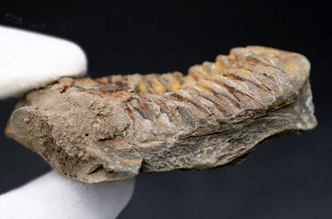 比較的初期の三葉虫の一つ、ディアカリメネ・ウーズレグイ(Diacalymene ouzregui)の大型標本(その5)