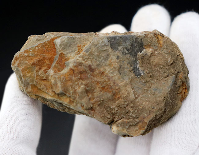比較的初期の三葉虫の一つ、ディアカリメネ・ウーズレグイ(Diacalymene ouzregui)の大型標本(その6)