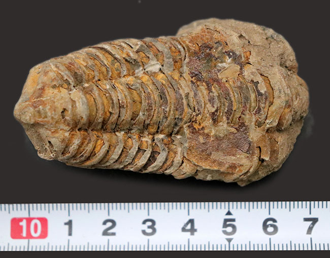 比較的初期の三葉虫の一つ、ディアカリメネ・ウーズレグイ（Diacalymene ouzregui）の大型標本（その7）