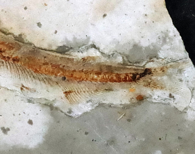 白亜紀前期の地層から発見された恐竜時代の淡水魚、リコプテラ