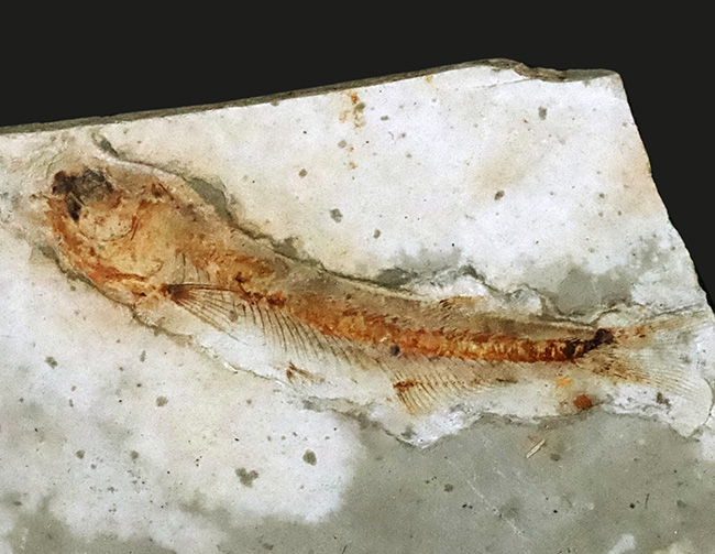 白亜紀前期の地層から発見された恐竜時代の淡水魚、リコプテラ