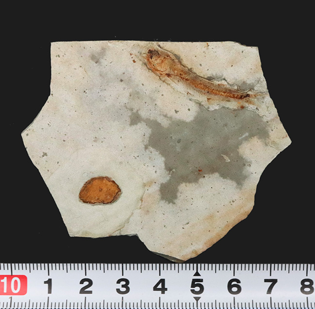白亜紀前期の地層から発見された恐竜時代の淡水魚、リコプテラ