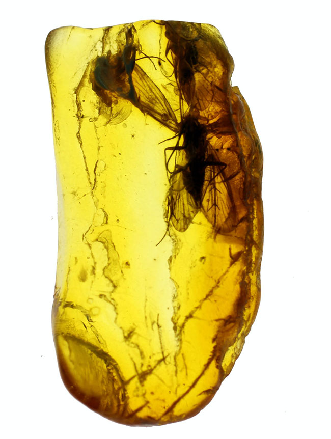 翅を大きく広げたトビケラが内包された、希少なバルト海産琥珀(Amber)(その2)
