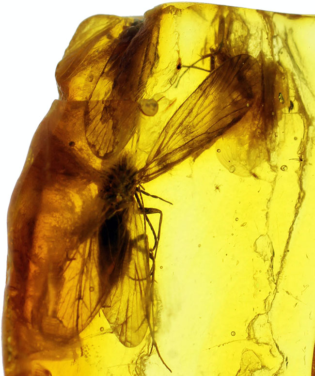 翅を大きく広げたトビケラが内包された、希少なバルト海産琥珀(Amber)(その4)