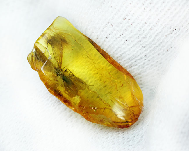 翅を大きく広げたトビケラが内包された、希少なバルト海産琥珀(Amber)(その6)